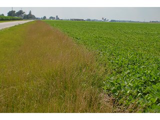 Property photo 15 - LAND AUCTION - 80+/- Acres offered in 1 Tract in Allen County